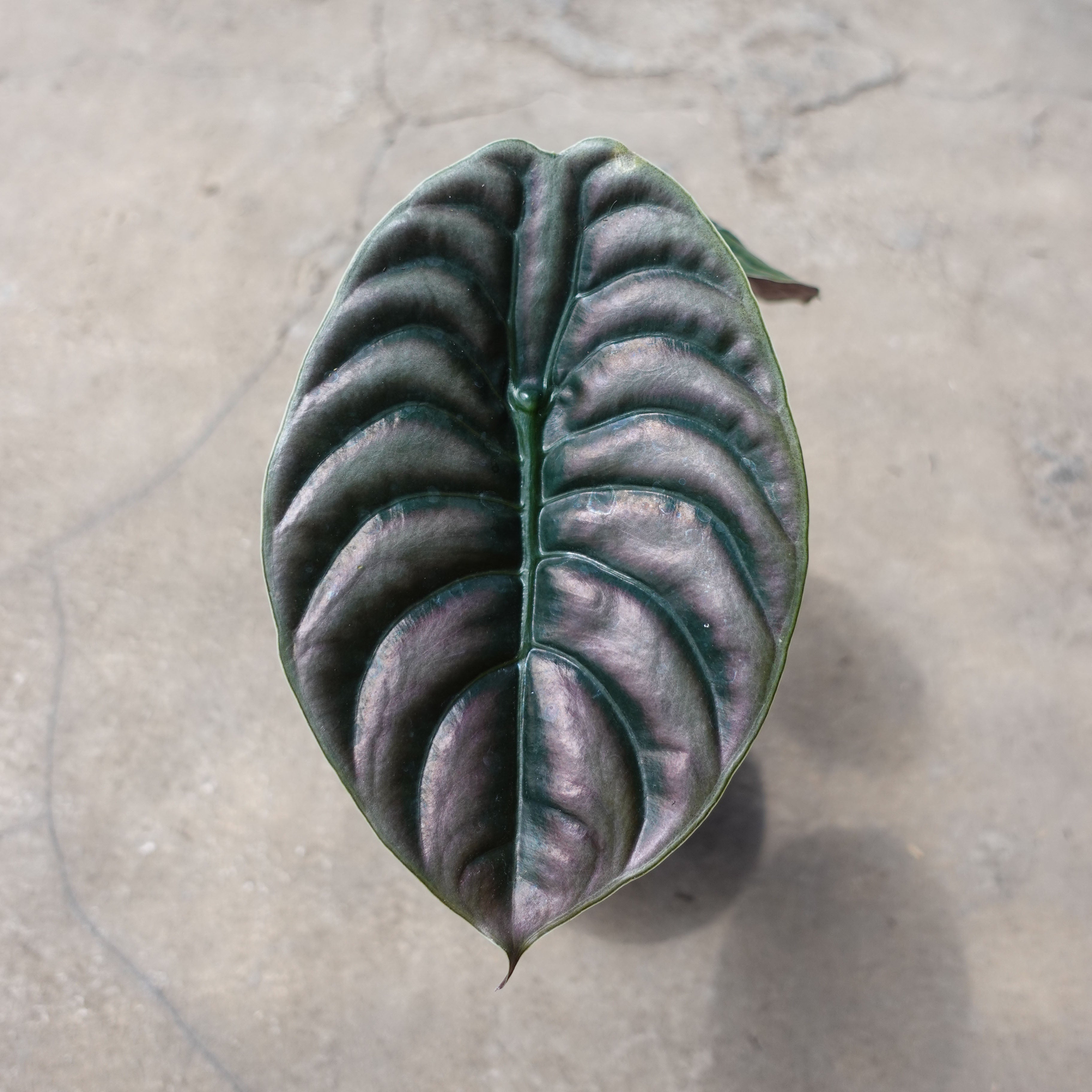 Alocasia Cuprea