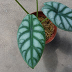 Alocasia Silver Dragon