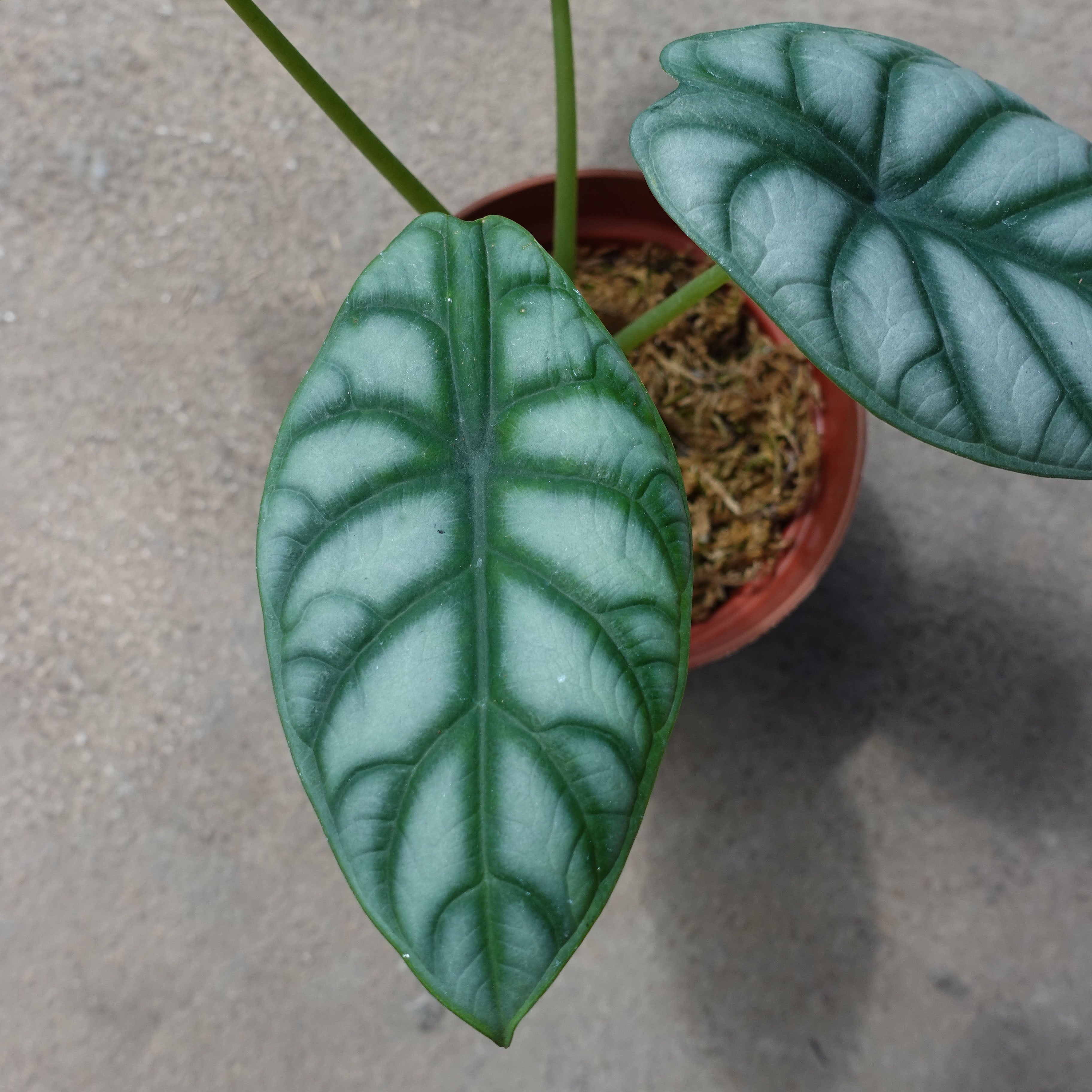 Alocasia Silver Dragon