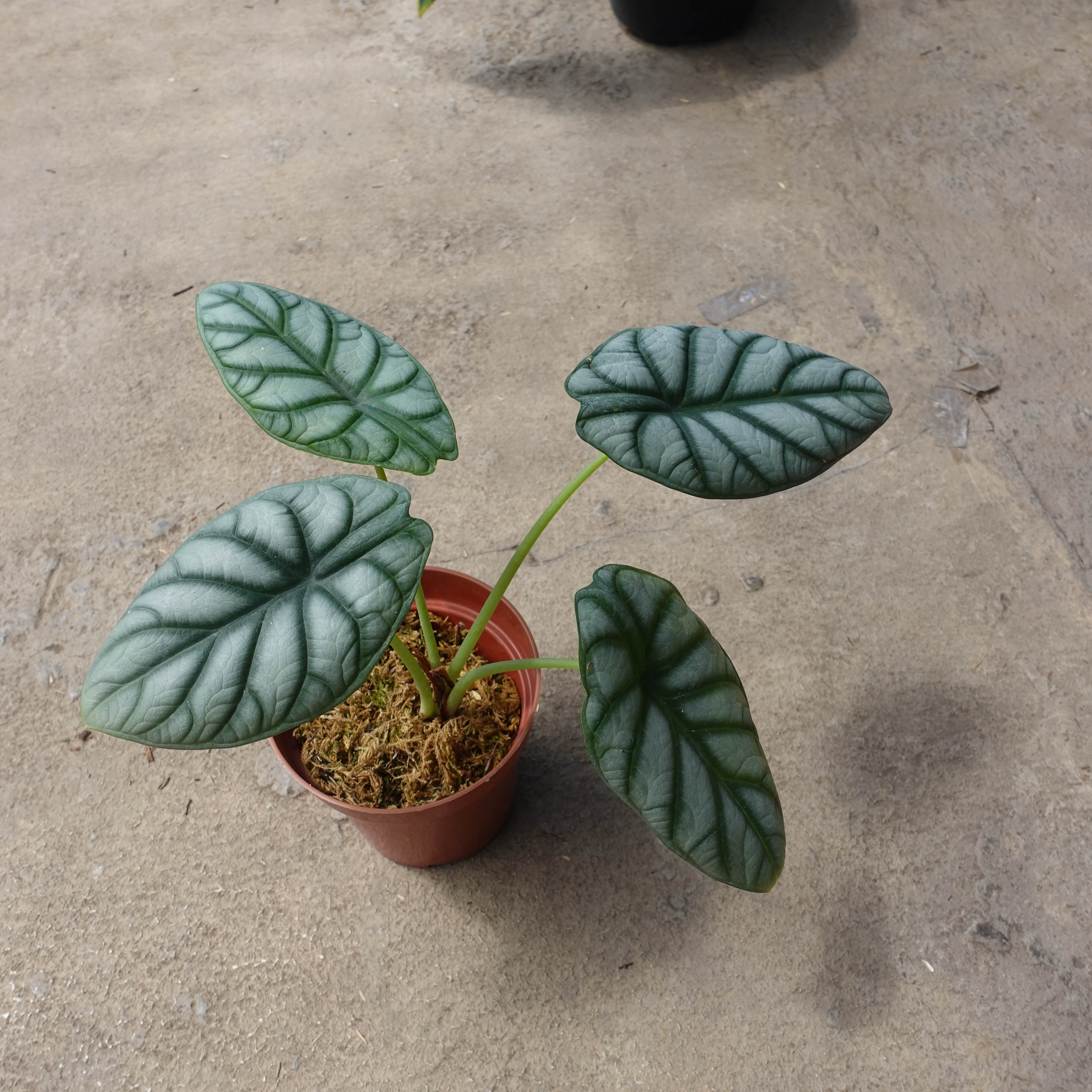 Alocasia Silver Dragon