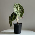 Alocasia Watsoniana