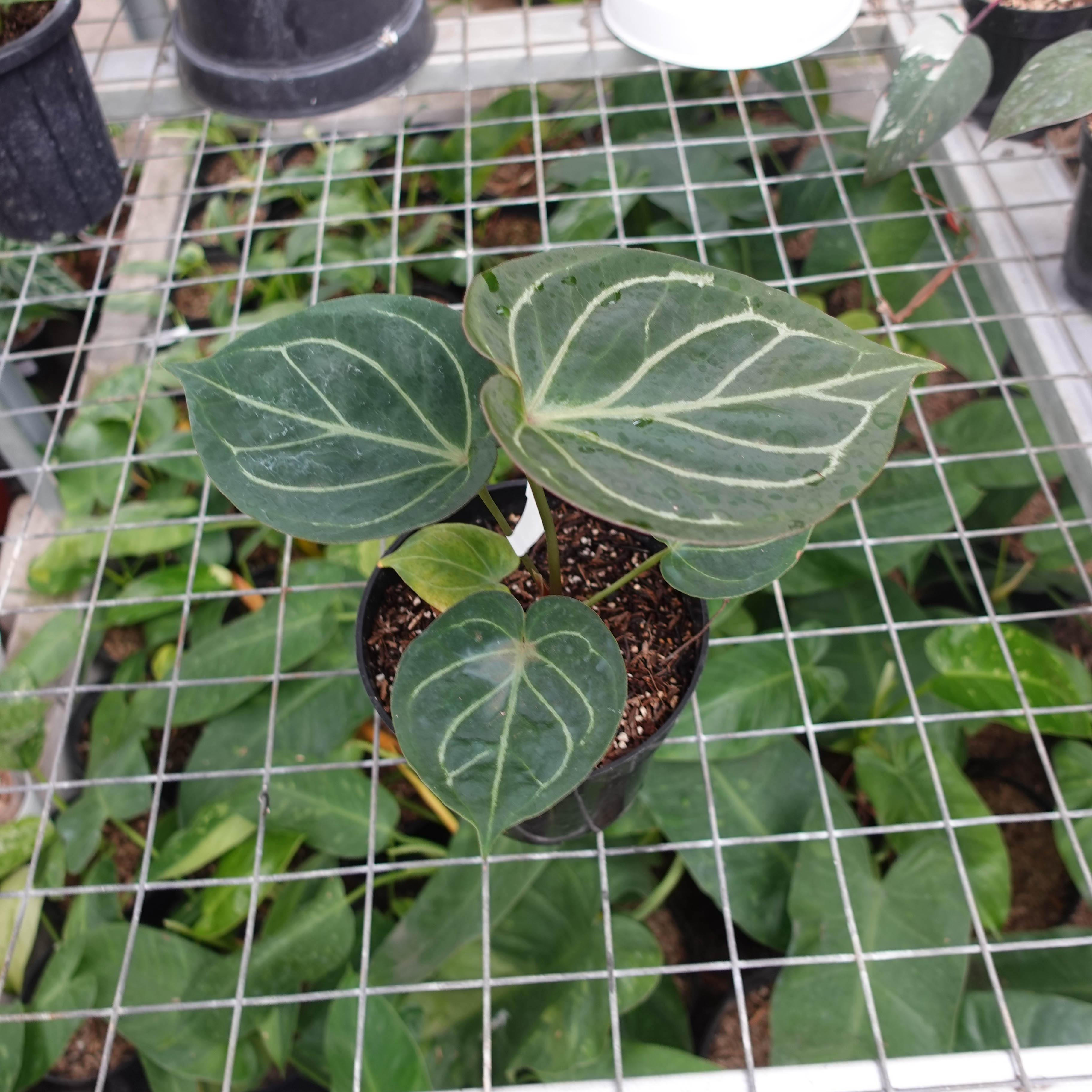 Anthurium King Of Spades