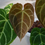 Anthurium Crystallinum Variegated