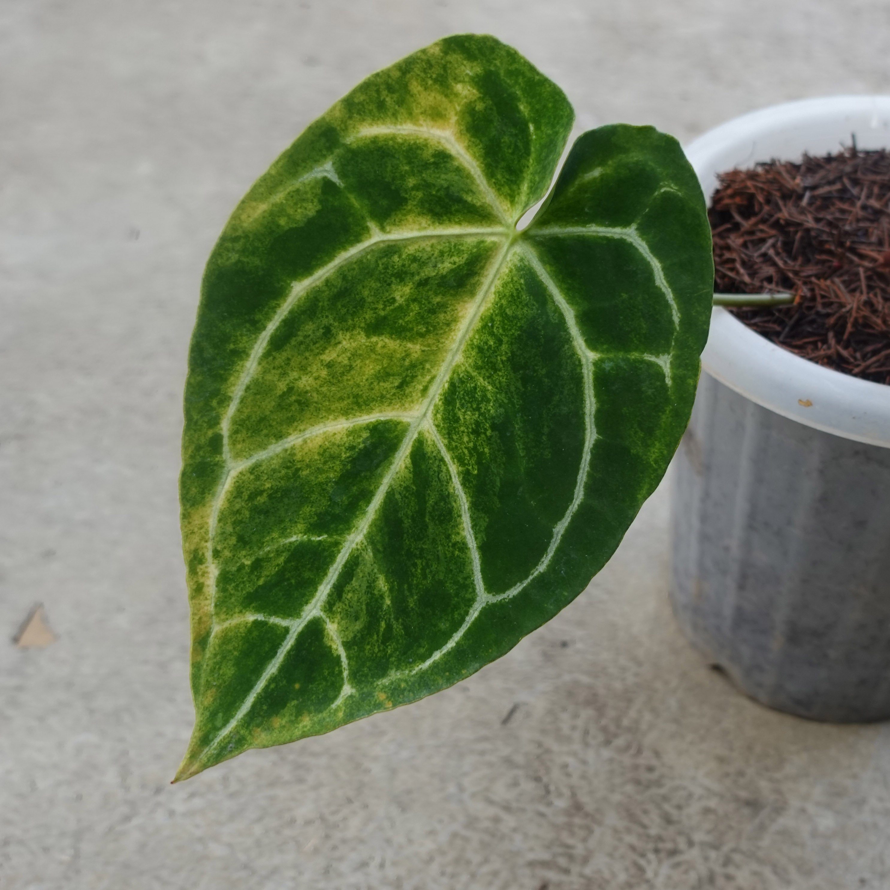 Anthurium Crystallinum Variegated