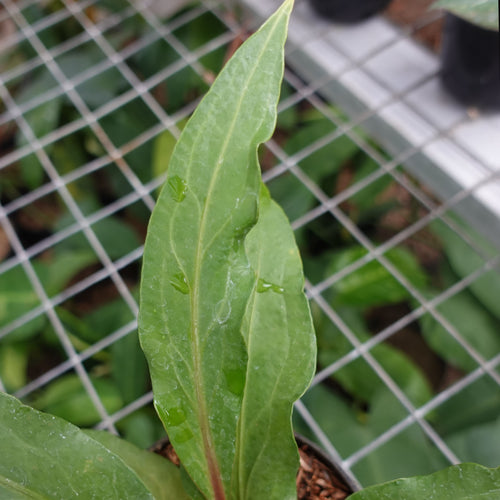 Anthurium Obor
