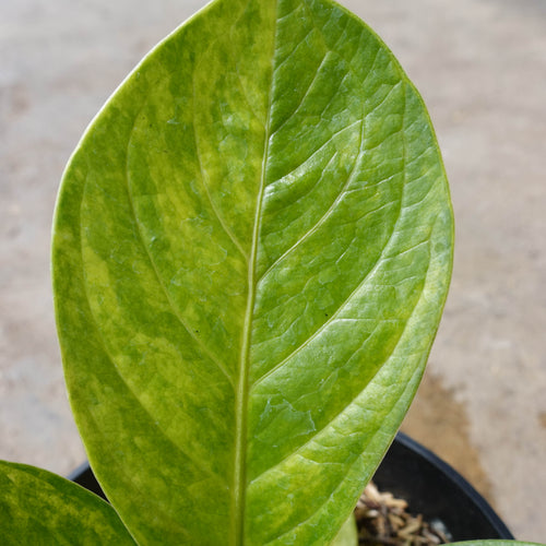 Anthurium Jenmanii Variegated