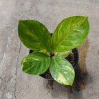 Anthurium Jenmanii Variegated
