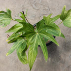 Anthurium Pedatoradiatum