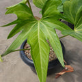Anthurium Pedatoradiatum