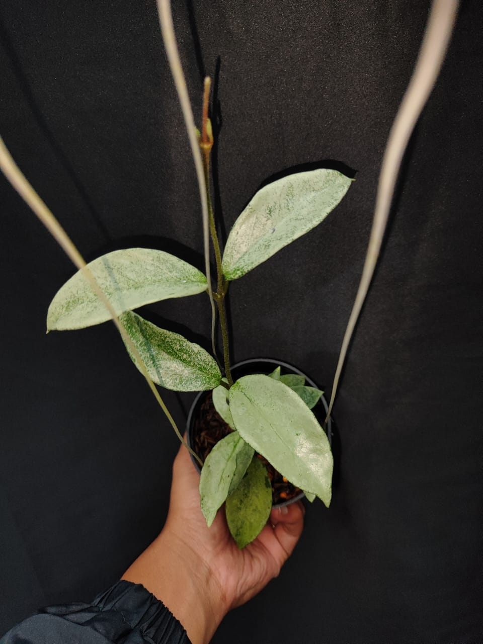 Hoya Carnosa Nova Ghost