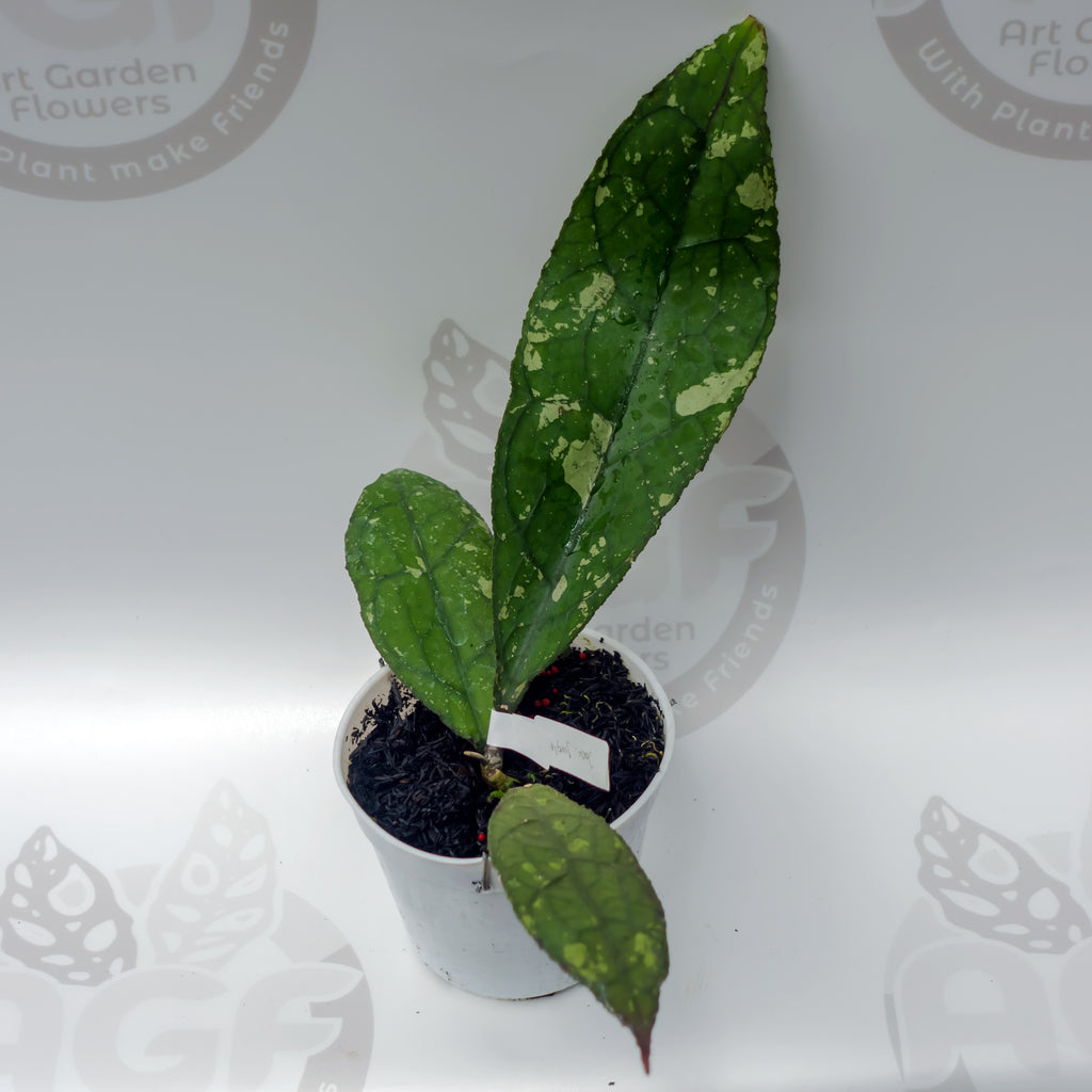 Hoya Clemensiorum Army Super Splash