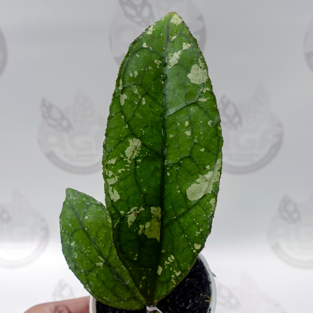 Hoya Clemensiorum Army Super Splash