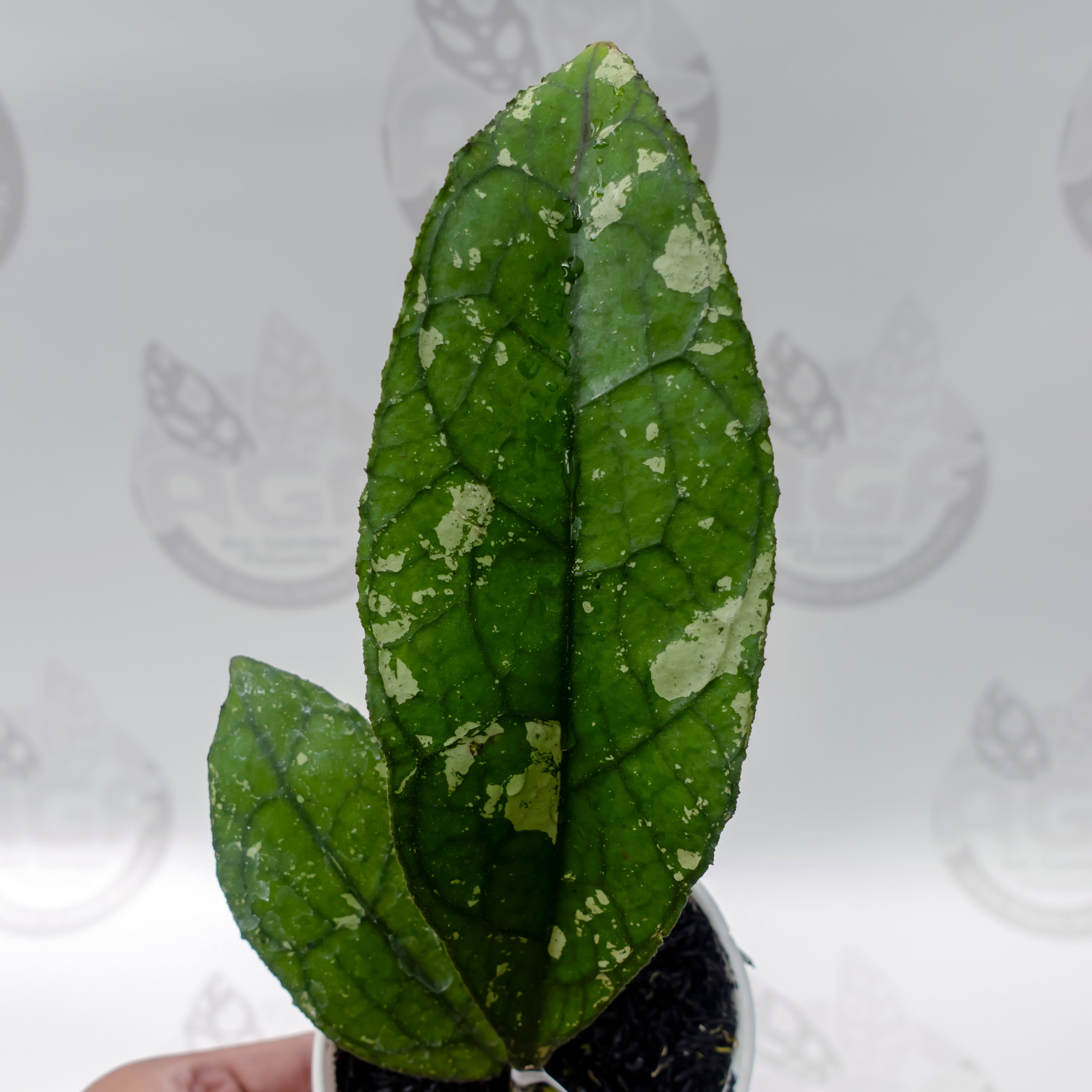 Hoya Clemensiorum Army Super Splash