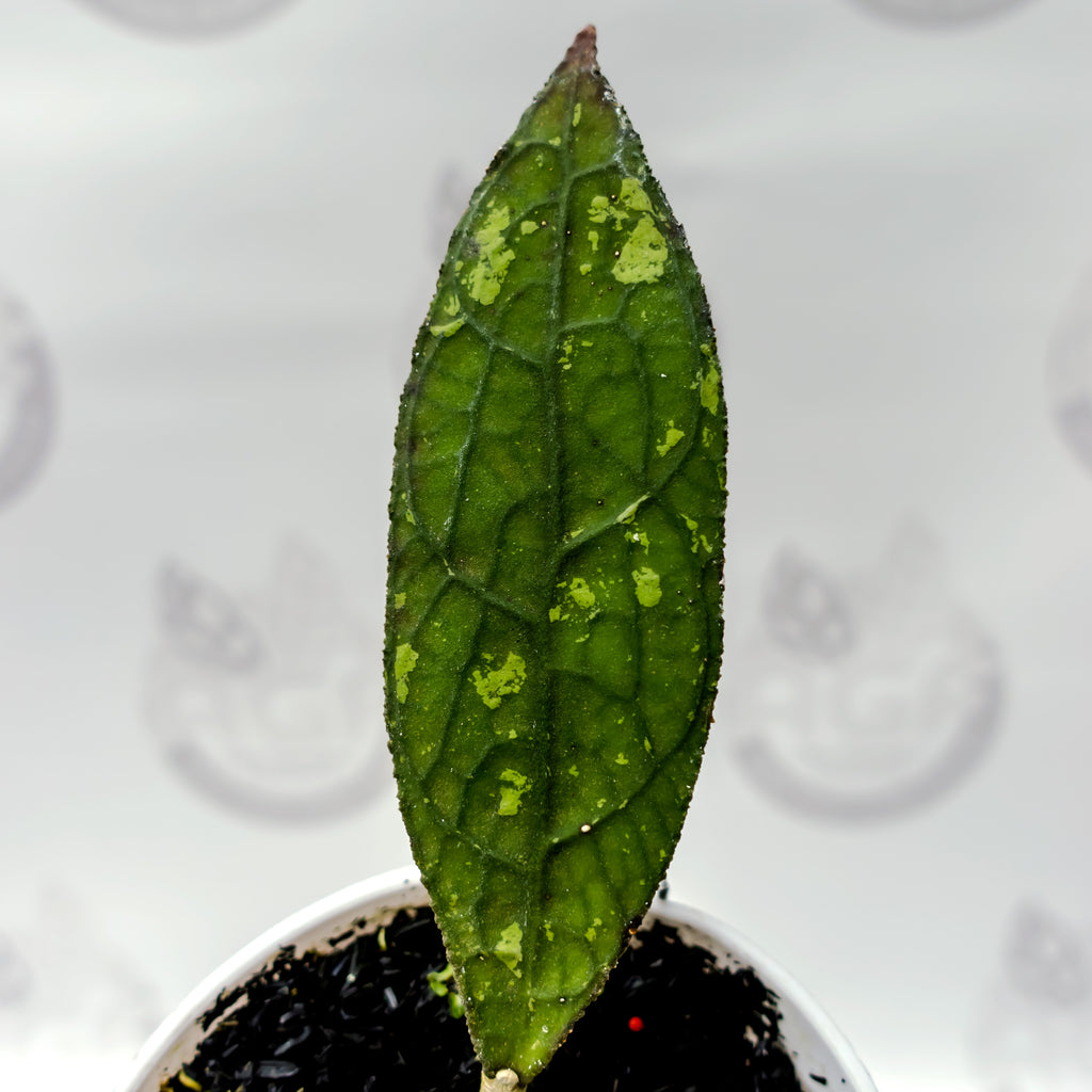 Hoya Clemensiorum Army Super Splash