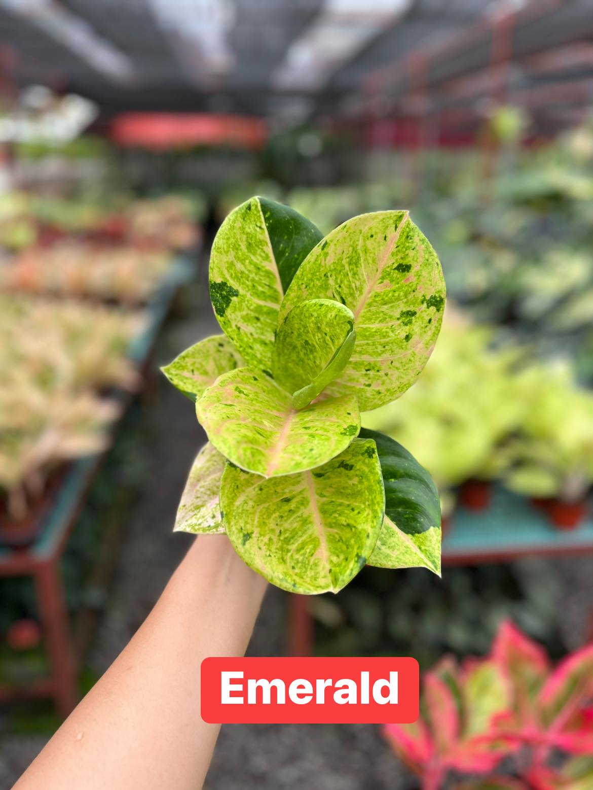 Aglaonema Emerald