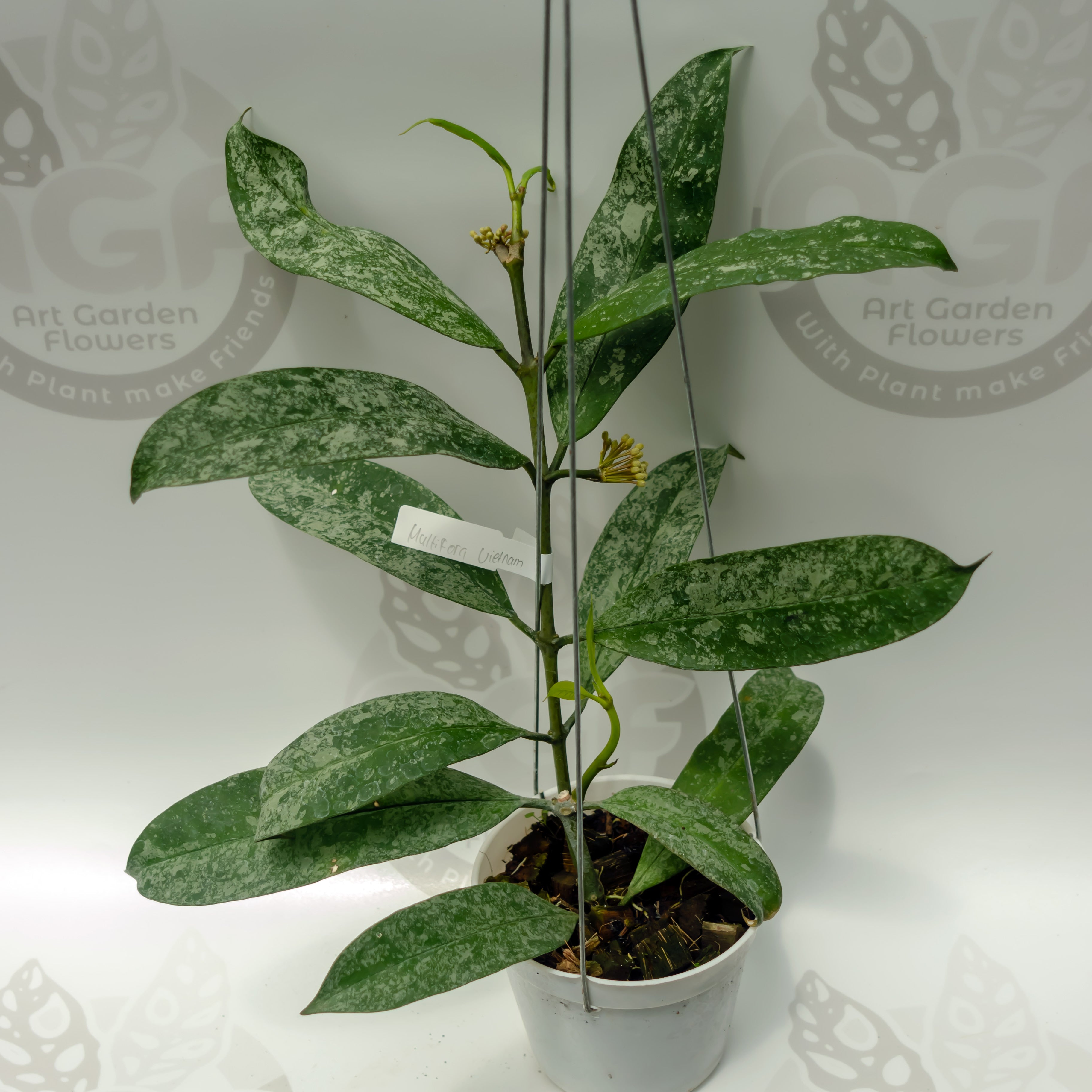 Hoya Multiflora Vientan Splash