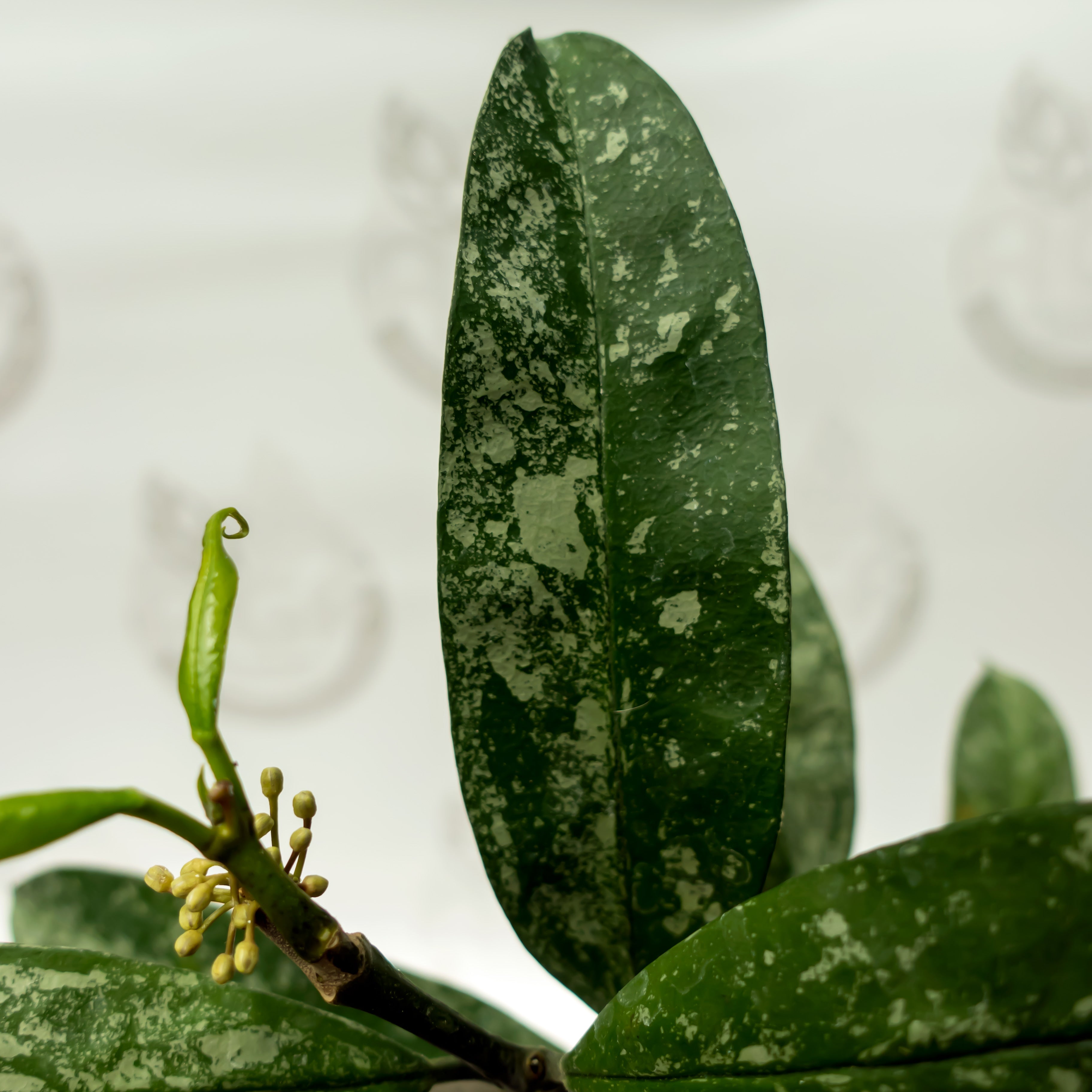 Hoya Multiflora Vientan Splash
