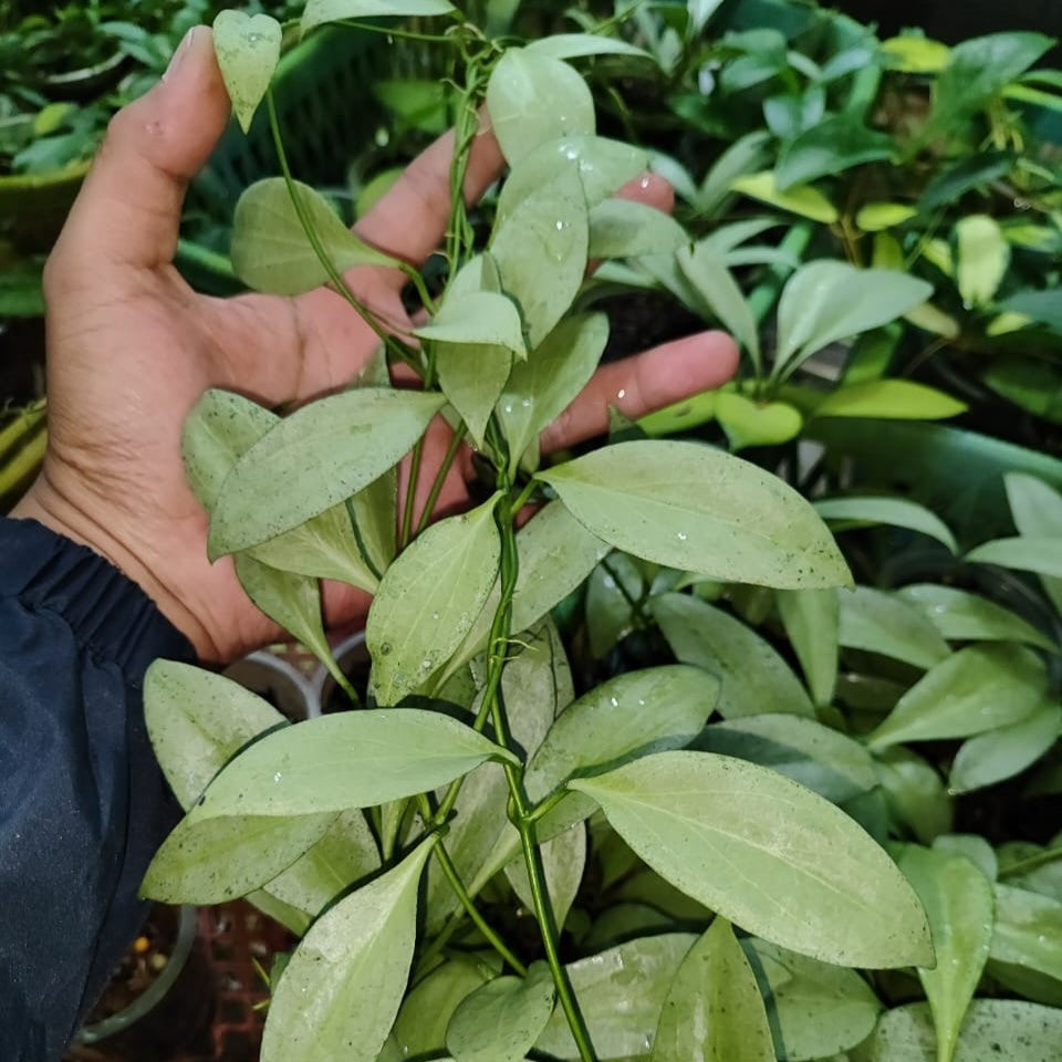 Hoya Neu Guenea Ghost