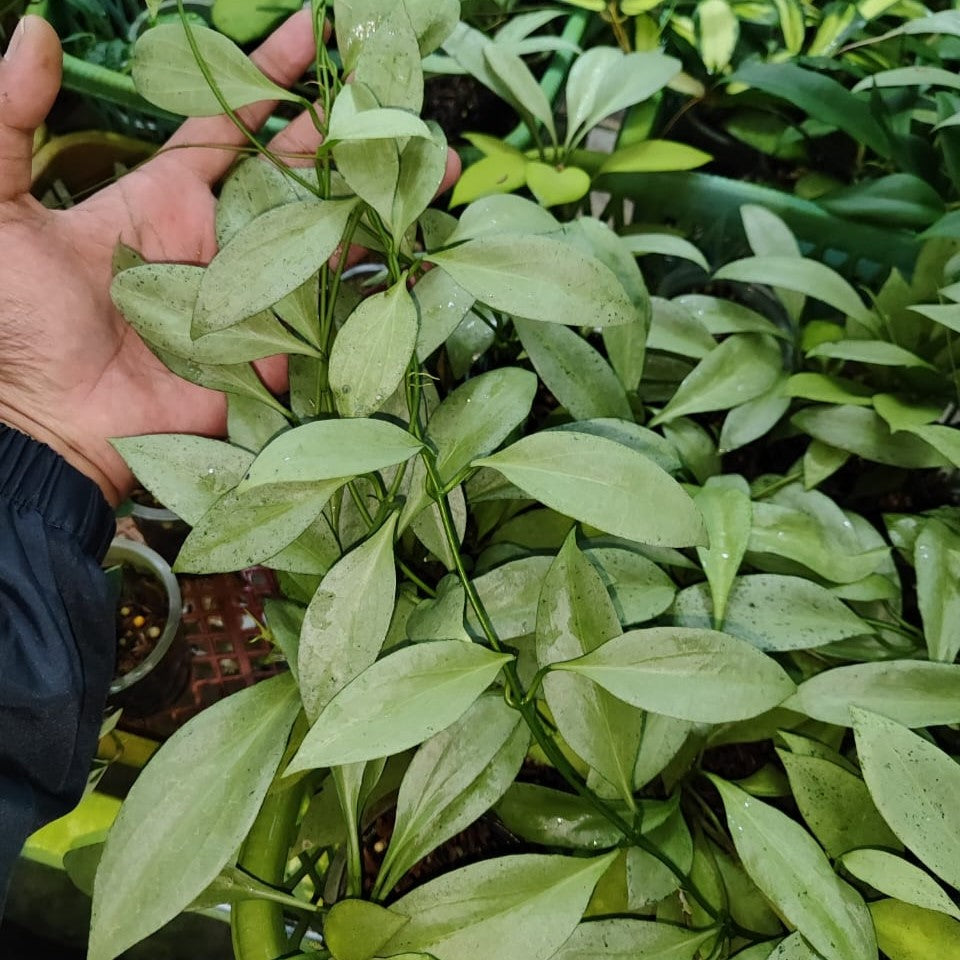Hoya Neu Guenea Ghost