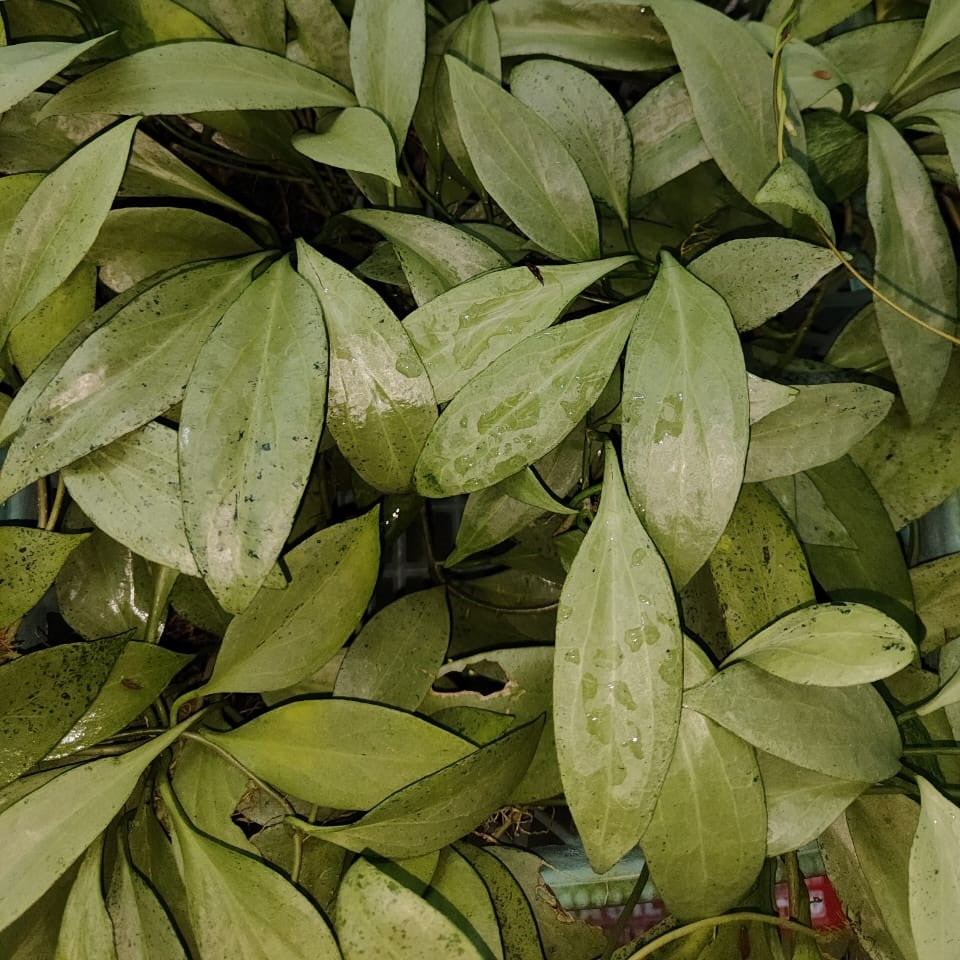 Hoya Neu Guenea Ghost