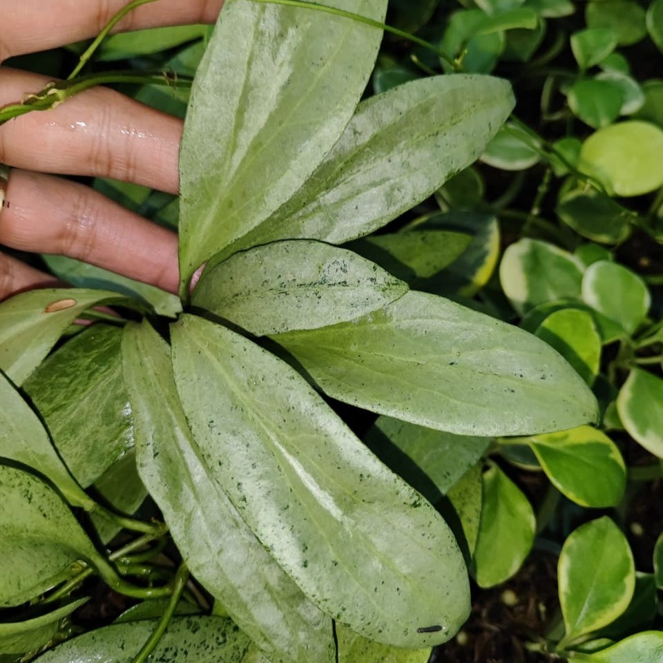 Hoya Neu Guenea Ghost