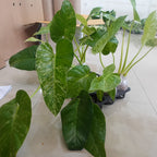 Philodendron Giganteum Variegated