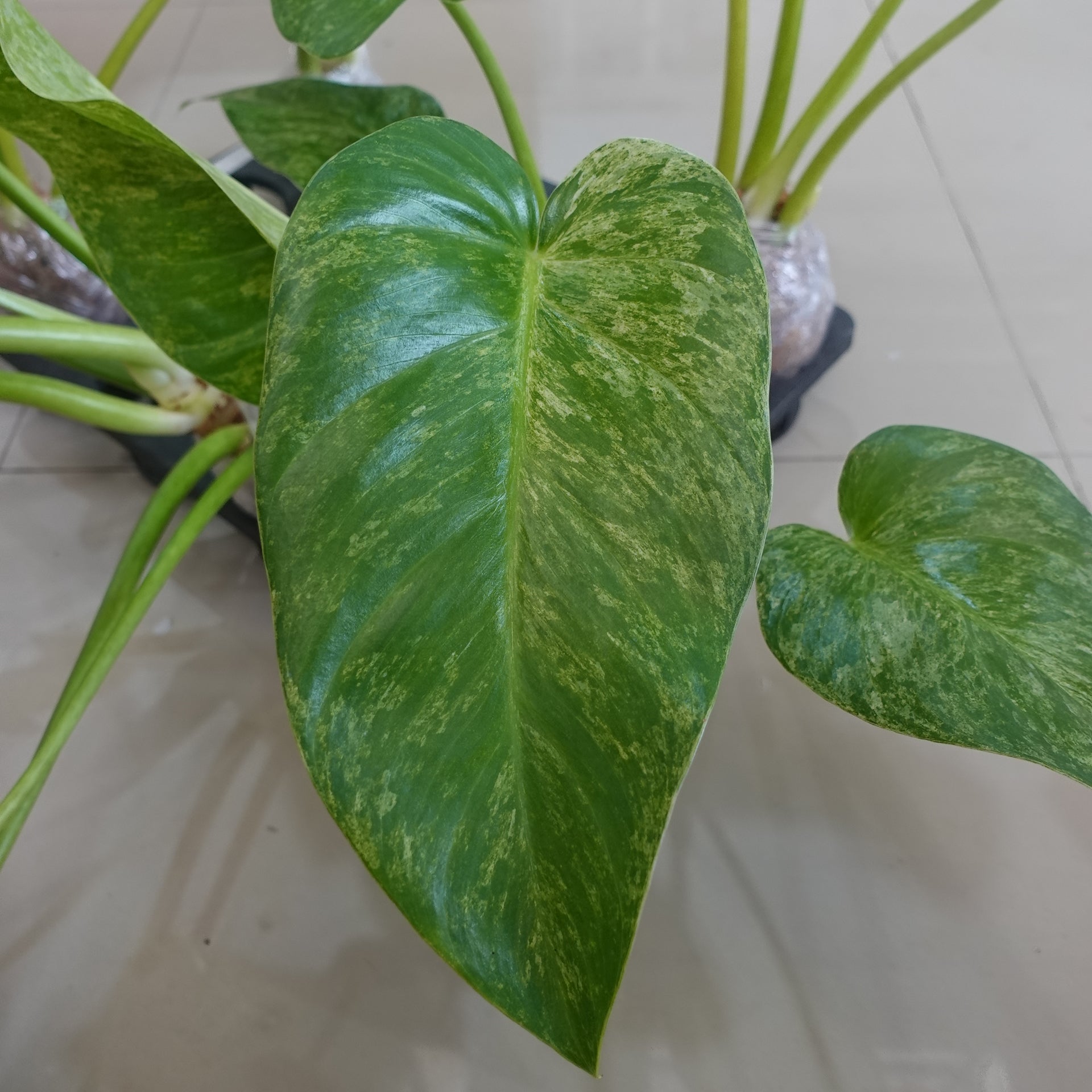 Philodendron Giganteum Variegated