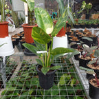 Philodendron Green Congo Marble