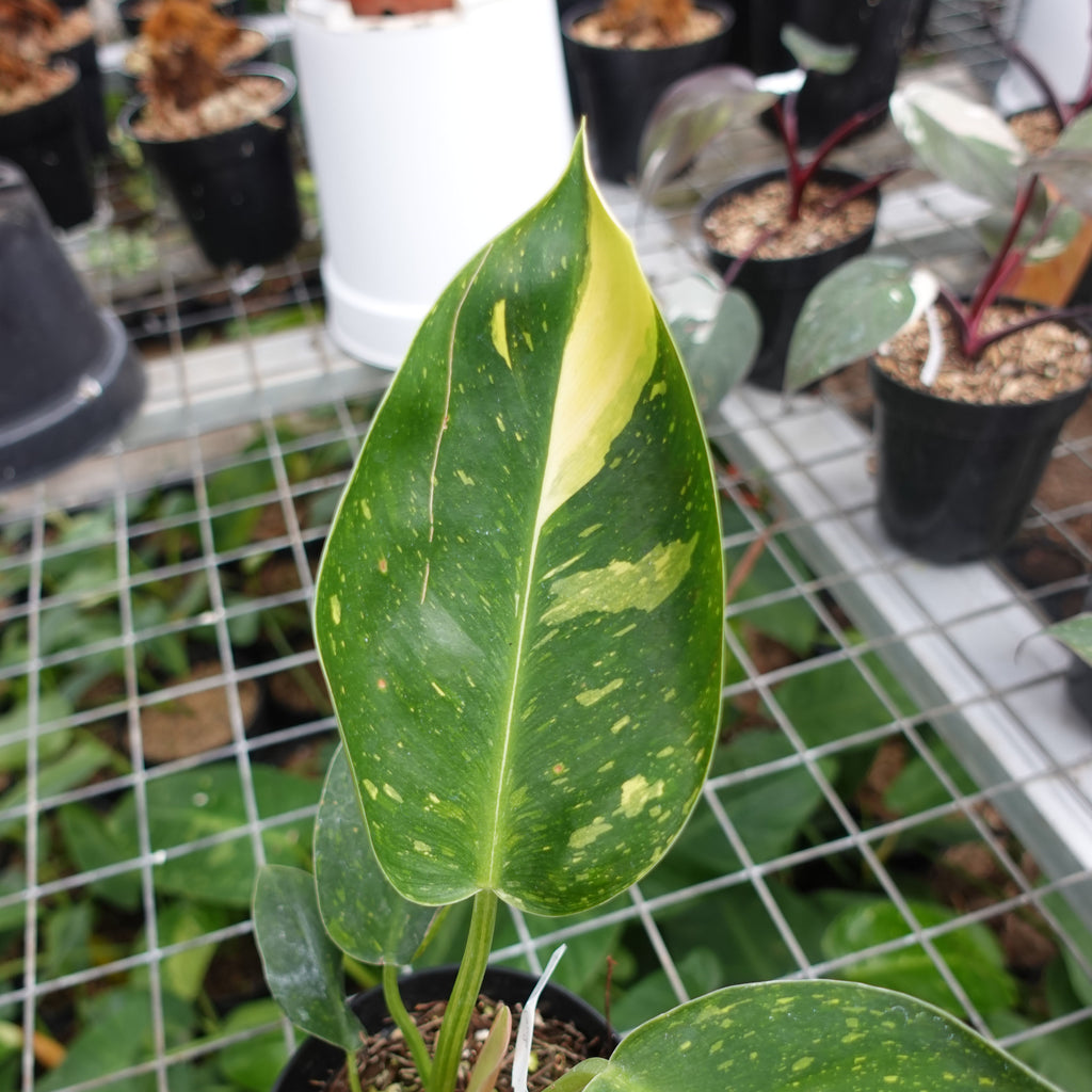 Philodendron Green Congo Marble