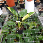 Philodendron Green Congo Marble