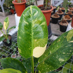 Philodendron Green Congo Marble