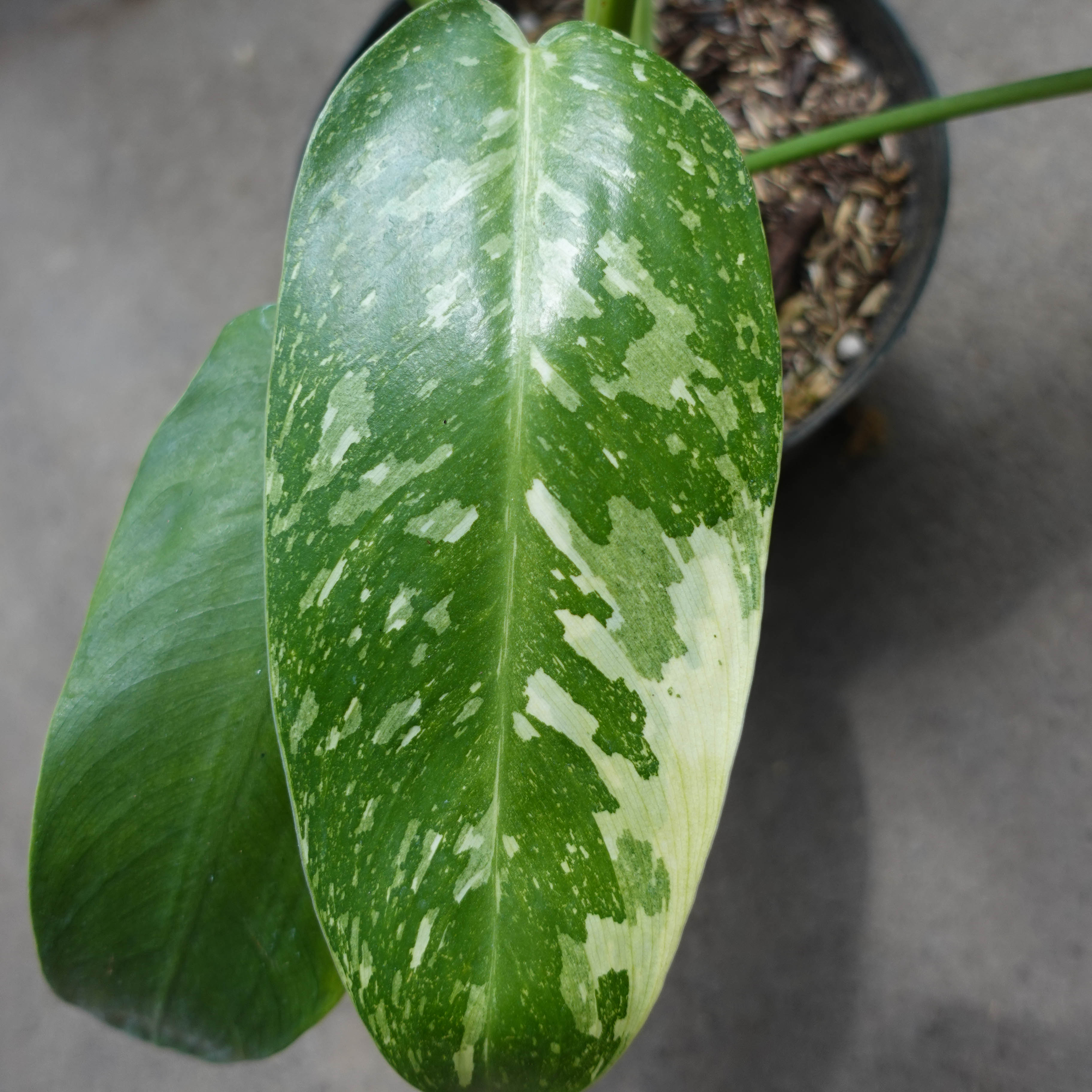 Philodendron Jose Buono