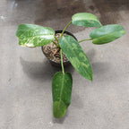 Philodendron Jose Buono