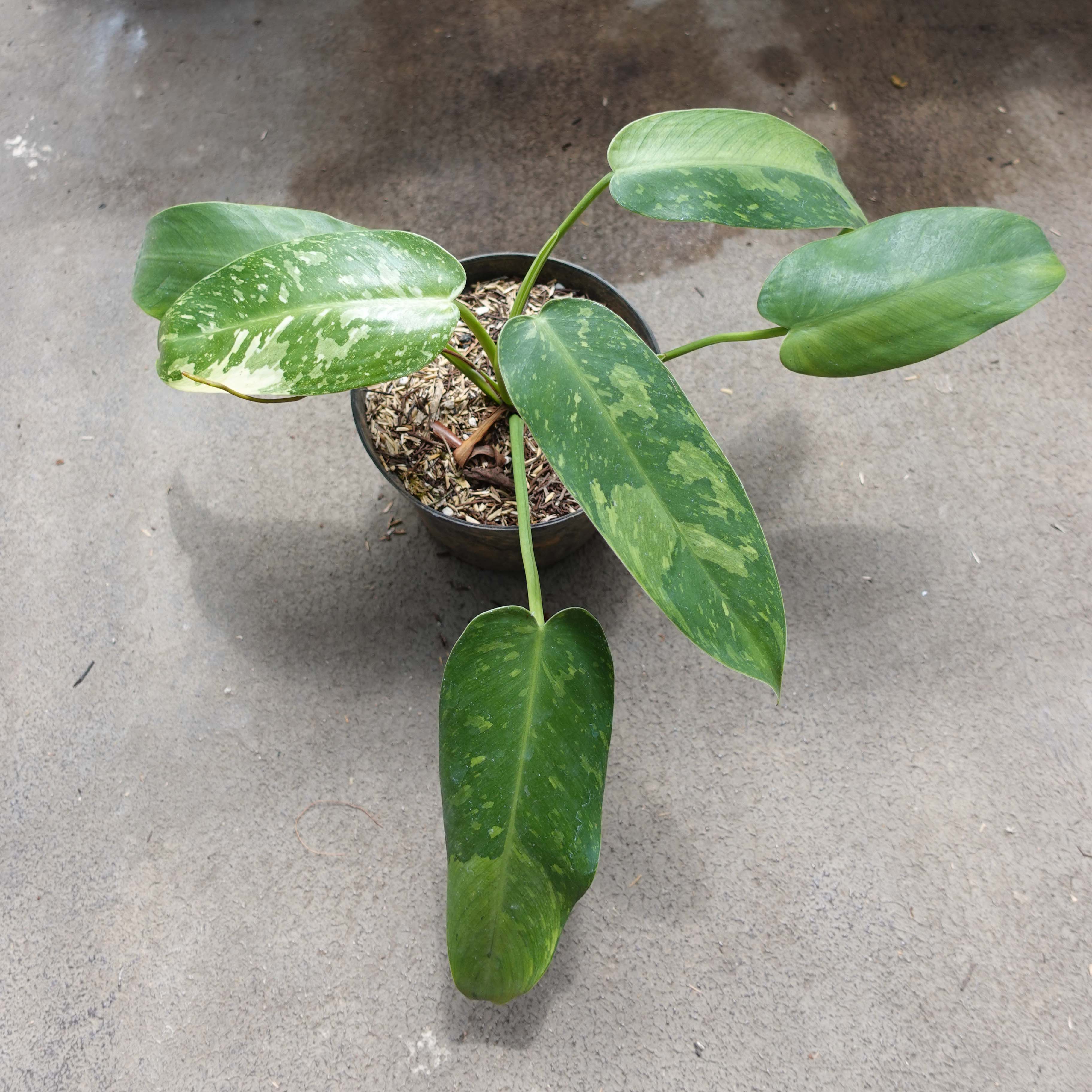 Philodendron Jose Buono