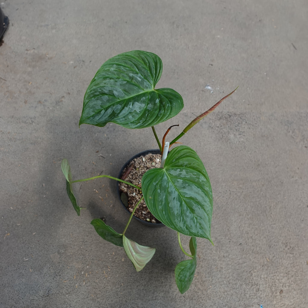 Philodendron Majestic