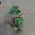 Philodendron Majestic