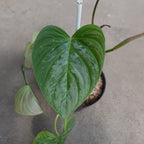 Philodendron Majestic