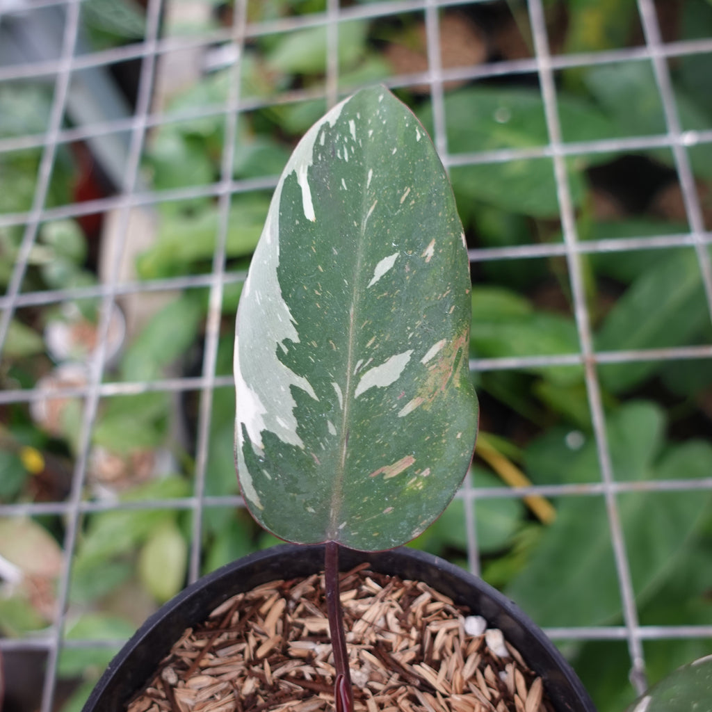 Philodendron Red Anderson