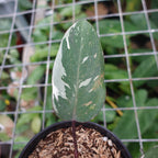 Philodendron Red Anderson