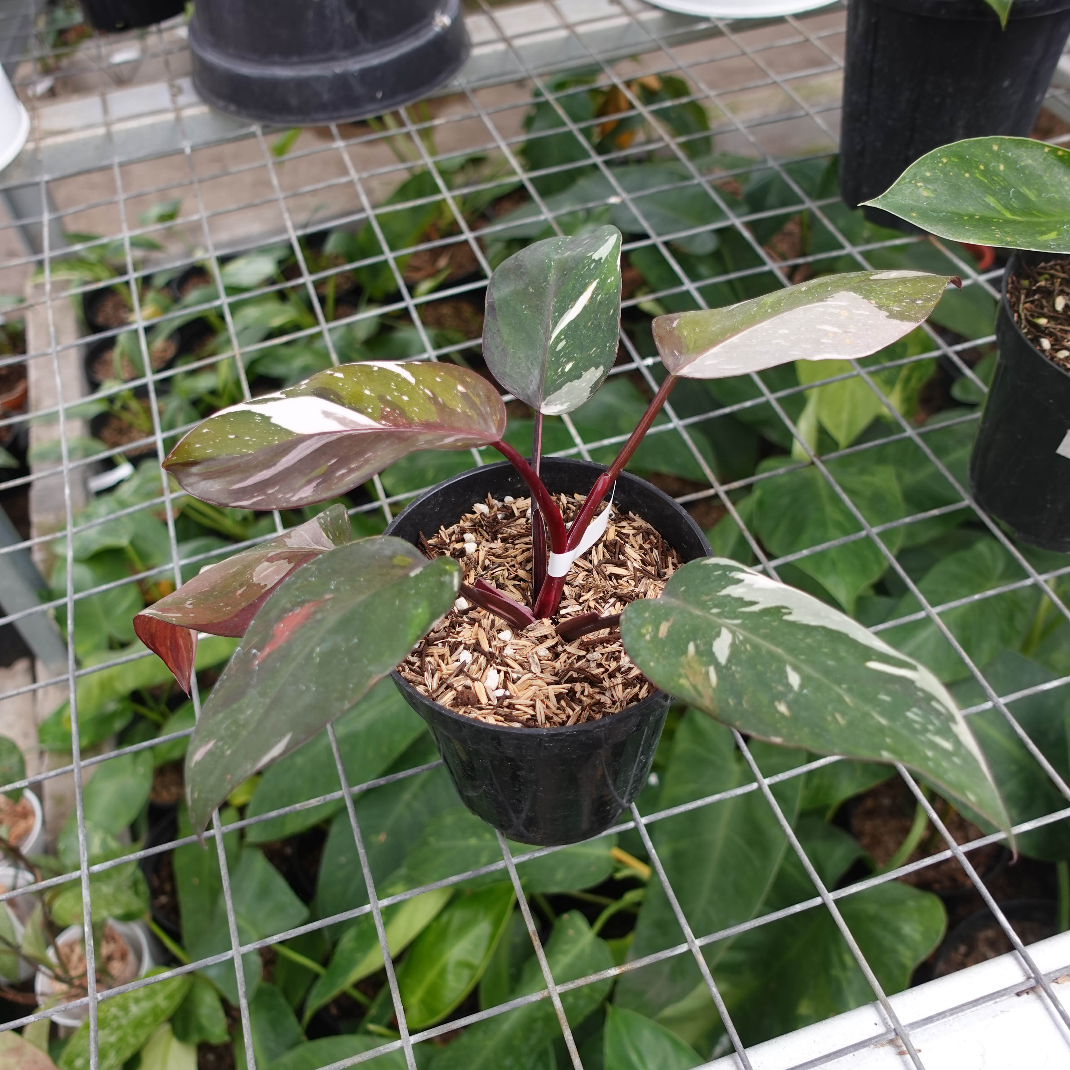 Philodendron Red Anderson