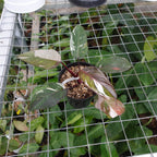 Philodendron Red Anderson