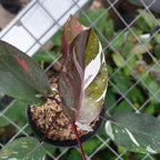 Philodendron Red Anderson