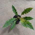 Philodendron Ring Of Fire