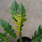 Philodendron Ring Of Fire