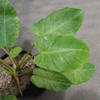 Philodendron Snowdrift