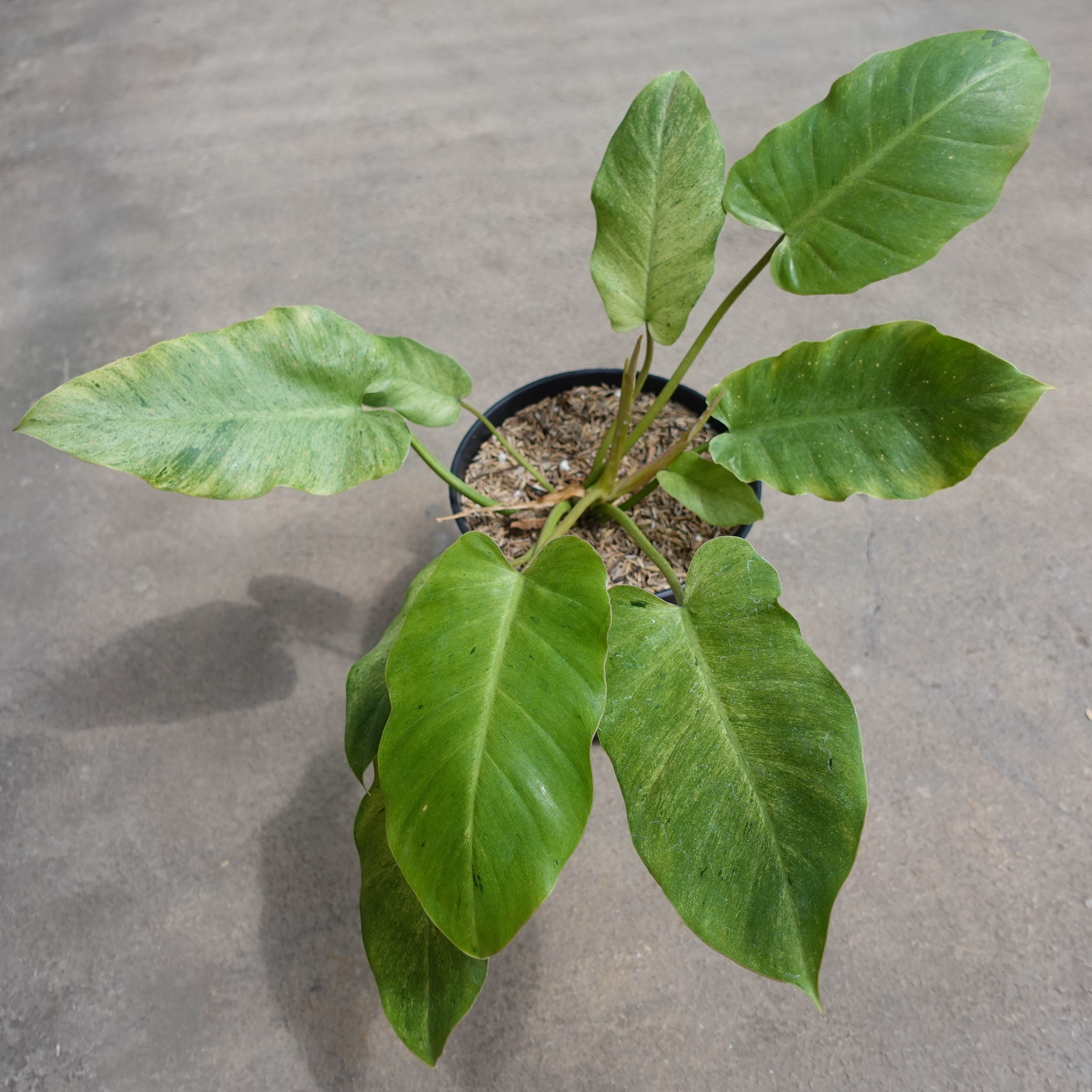 Philodendron Snowdrift