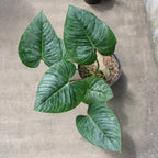 Philodendron Sodiroii