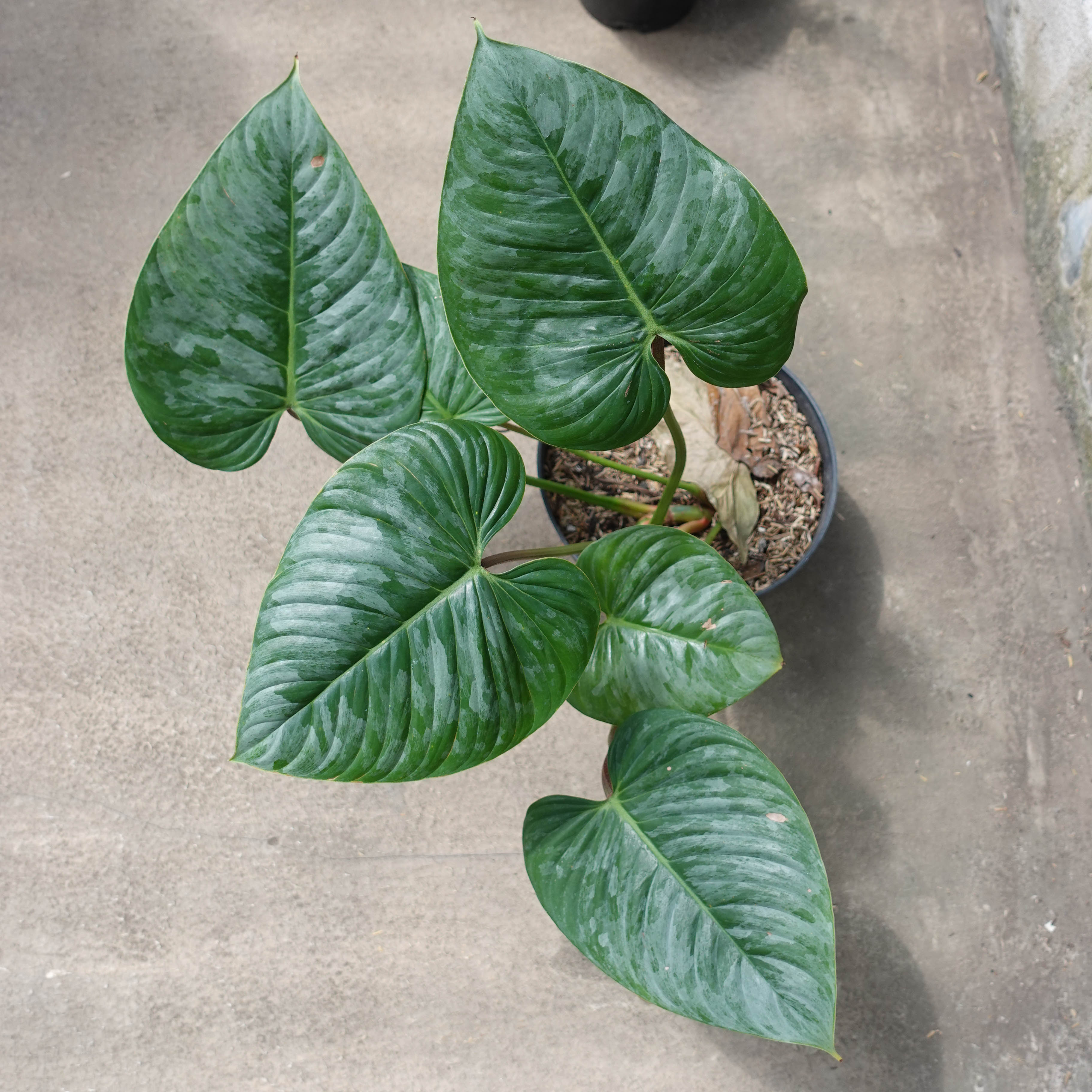 Philodendron Sodiroii
