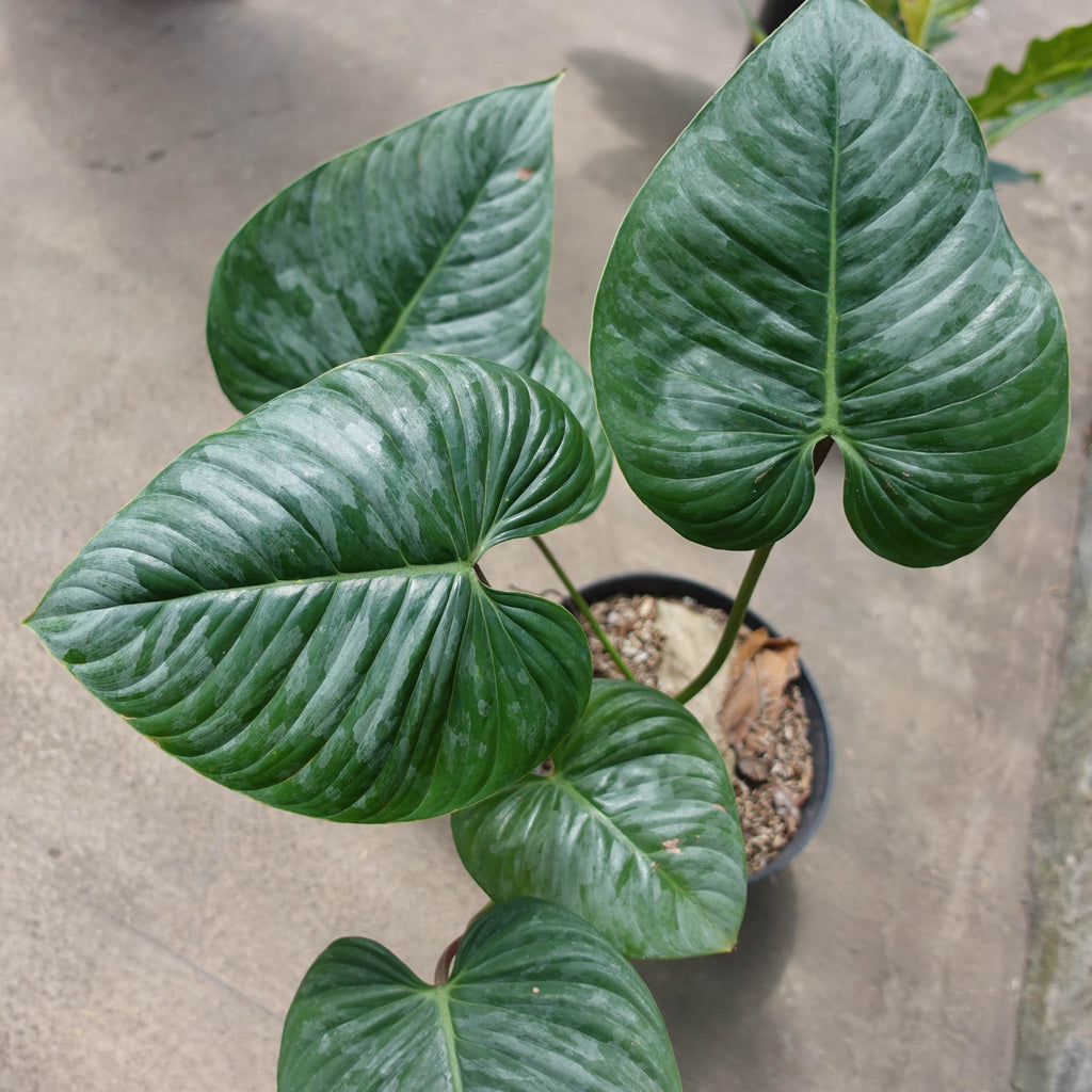 Philodendron Sodiroii