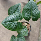 Philodendron Sodiroii